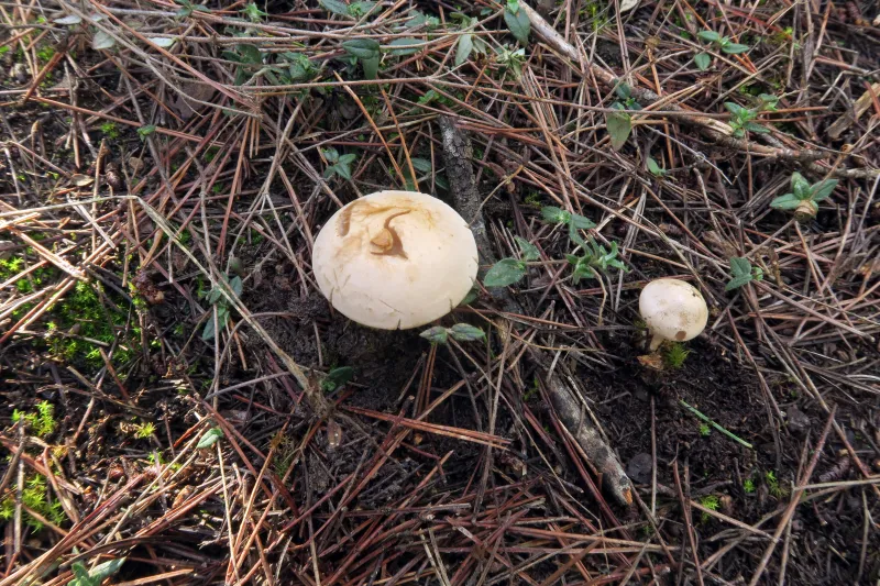 Atractosporocybe inornata 1 - IMG_4859